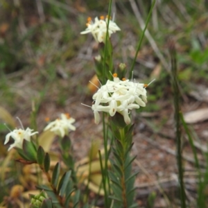 Pimelea linifolia at Tuggeranong DC, ACT - 19 Sep 2020