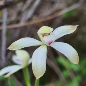 Caladenia ustulata at Denman Prospect, ACT - 18 Sep 2020