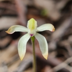 Caladenia ustulata at Denman Prospect, ACT - suppressed