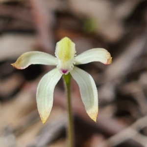 Caladenia ustulata at Denman Prospect, ACT - 18 Sep 2020