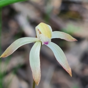 Caladenia ustulata at Denman Prospect, ACT - 18 Sep 2020