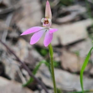 Caladenia carnea at Denman Prospect, ACT - suppressed