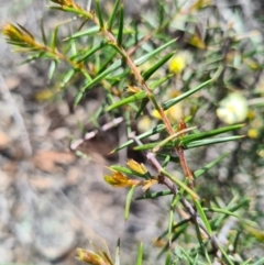 Acacia ulicifolia (Prickly Moses) at Denman Prospect, ACT - 18 Sep 2020 by AaronClausen