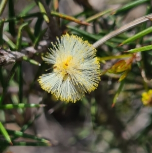 Acacia ulicifolia at Denman Prospect, ACT - 18 Sep 2020 05:57 PM