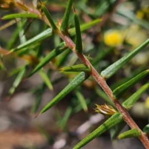 Acacia ulicifolia at Denman Prospect, ACT - 18 Sep 2020 05:57 PM