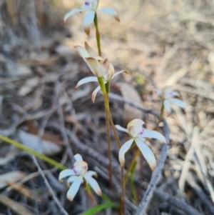 Caladenia ustulata at Stromlo, ACT - 18 Sep 2020