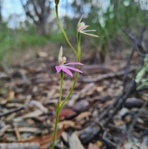 Caladenia carnea at Denman Prospect, ACT - suppressed