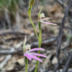 Caladenia carnea at Denman Prospect, ACT - 18 Sep 2020