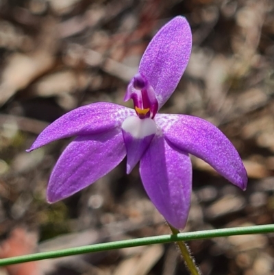 Glossodia major (Wax Lip Orchid) at Denman Prospect, ACT - 18 Sep 2020 by AaronClausen