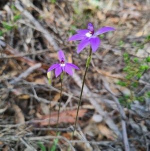 Glossodia major at Denman Prospect, ACT - 18 Sep 2020