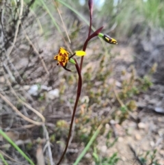 Diuris pardina (Leopard Doubletail) at Denman Prospect, ACT - 18 Sep 2020 by AaronClausen