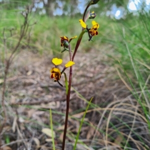 Diuris pardina at Denman Prospect, ACT - 18 Sep 2020