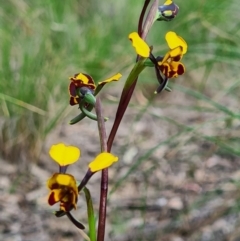 Diuris pardina at Denman Prospect, ACT - 18 Sep 2020