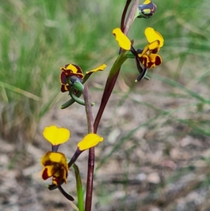 Diuris pardina at Denman Prospect, ACT - 18 Sep 2020