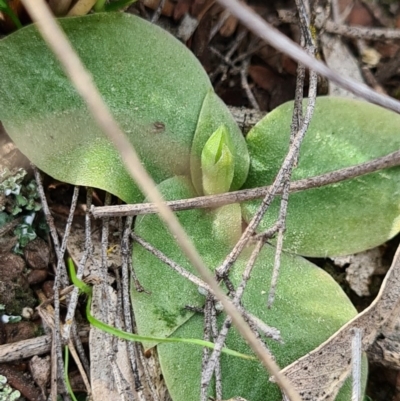 Hymenochilus sp. (A Greenhood Orchid) at Denman Prospect, ACT - 18 Sep 2020 by AaronClausen