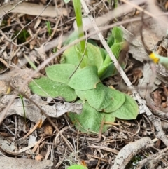 Hymenochilus sp. at Denman Prospect, ACT - 18 Sep 2020