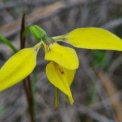 Diuris chryseopsis (Golden Moth) at Denman Prospect, ACT - 18 Sep 2020 by AaronClausen