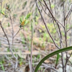 Thelymitra sp. (A Sun Orchid) at Denman Prospect, ACT - 18 Sep 2020 by AaronClausen