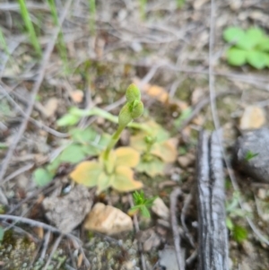 Hymenochilus sp. at Denman Prospect, ACT - suppressed