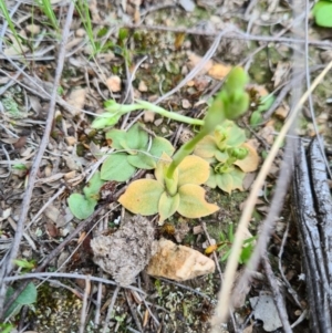 Hymenochilus sp. at Denman Prospect, ACT - 18 Sep 2020