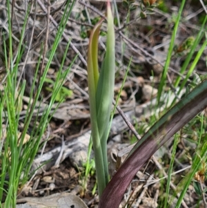 Calochilus sp. at Denman Prospect, ACT - suppressed