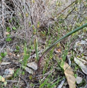 Calochilus sp. at Denman Prospect, ACT - suppressed