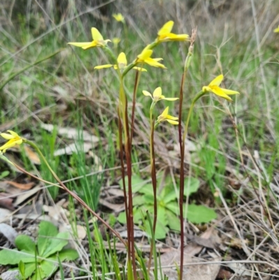 Diuris chryseopsis (Golden Moth) at Denman Prospect, ACT - 18 Sep 2020 by AaronClausen