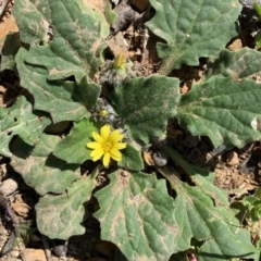 Cymbonotus lawsonianus (Annual Bear's-ears) at Black Range, NSW - 19 Sep 2020 by StephH