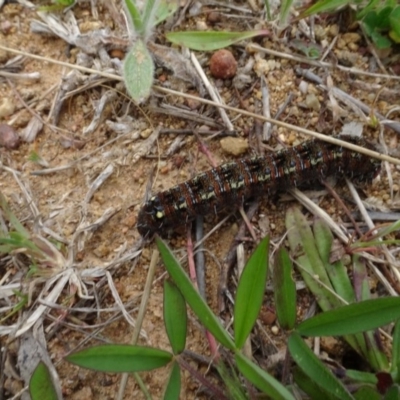 Apina callisto (Pasture Day Moth) at Molonglo Valley, ACT - 19 Sep 2020 by AndyRussell