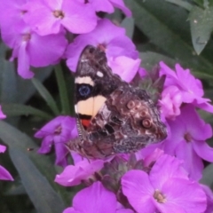 Vanessa itea (Yellow Admiral) at Narrabundah, ACT - 19 Sep 2020 by RobParnell