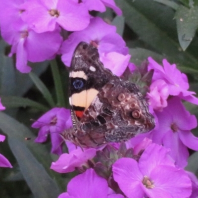 Vanessa itea (Yellow Admiral) at Narrabundah, ACT - 19 Sep 2020 by RobParnell