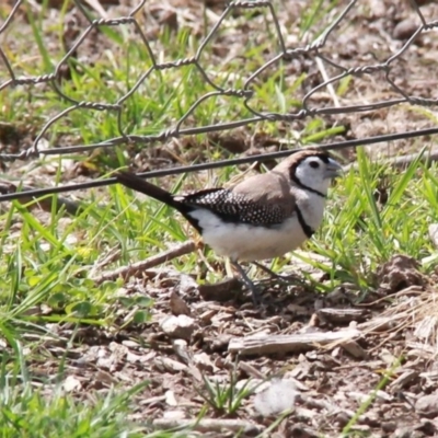 Stizoptera bichenovii (Double-barred Finch) at Murrumbateman, NSW - 17 Sep 2020 by davobj