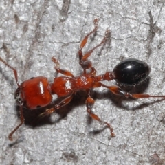 Podomyrma gratiosa (Muscleman tree ant) at ANBG - 18 Sep 2020 by TimL