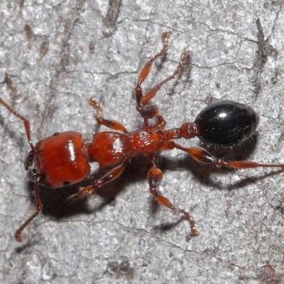 Podomyrma gratiosa (Muscleman tree ant) at Downer, ACT - 18 Sep 2020 by TimL