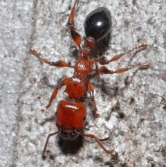 Podomyrma gratiosa at Downer, ACT - 18 Sep 2020