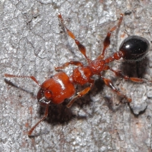 Podomyrma gratiosa at Downer, ACT - 18 Sep 2020