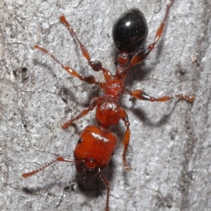 Podomyrma gratiosa at Downer, ACT - 18 Sep 2020