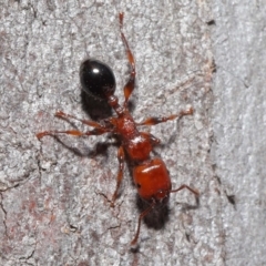 Podomyrma gratiosa at Downer, ACT - 18 Sep 2020