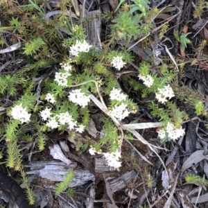 Asperula conferta at Hughes, ACT - 17 Sep 2020