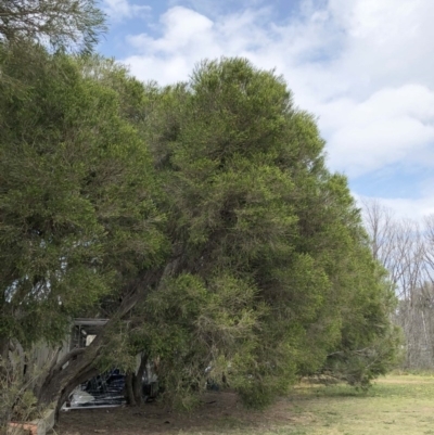 Melaleuca armillaris (Bracelet Honey Myrtle) at Yarralumla, ACT - 19 Sep 2020 by ruthkerruish