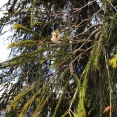 Melaleuca armillaris at Yarralumla, ACT - 19 Sep 2020