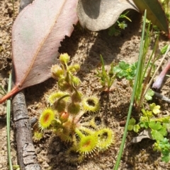 Drosera glanduligera (Common Scarlet Sundew, Pimpernel Sundew) at Wodonga - 18 Sep 2020 by ClaireSee