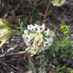 Pimelea linifolia (Slender Rice Flower) at Downer, ACT - 18 Sep 2020 by WalterEgo