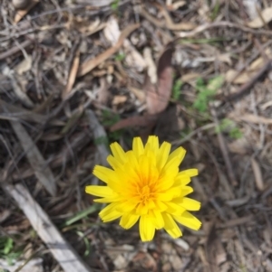 Microseris walteri at Mount Majura - 19 Sep 2020