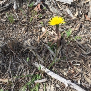 Microseris walteri at Mount Majura - 19 Sep 2020