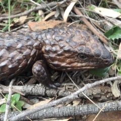 Tiliqua rugosa (Shingleback Lizard) at Downer, ACT - 19 Sep 2020 by WalterEgo
