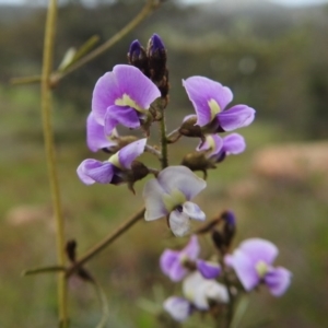 Glycine clandestina at Kambah, ACT - 19 Sep 2020