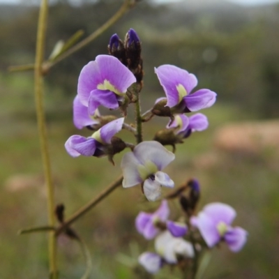 Glycine clandestina (Twining Glycine) at Kambah, ACT - 18 Sep 2020 by HelenCross