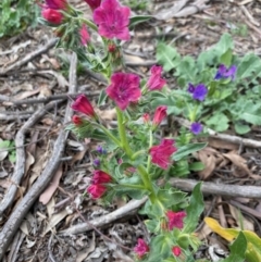 Echium plantagineum (Paterson's Curse) at Hughes, ACT - 19 Sep 2020 by LisaH