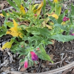 Echium plantagineum at Hughes, ACT - 19 Sep 2020 11:31 AM